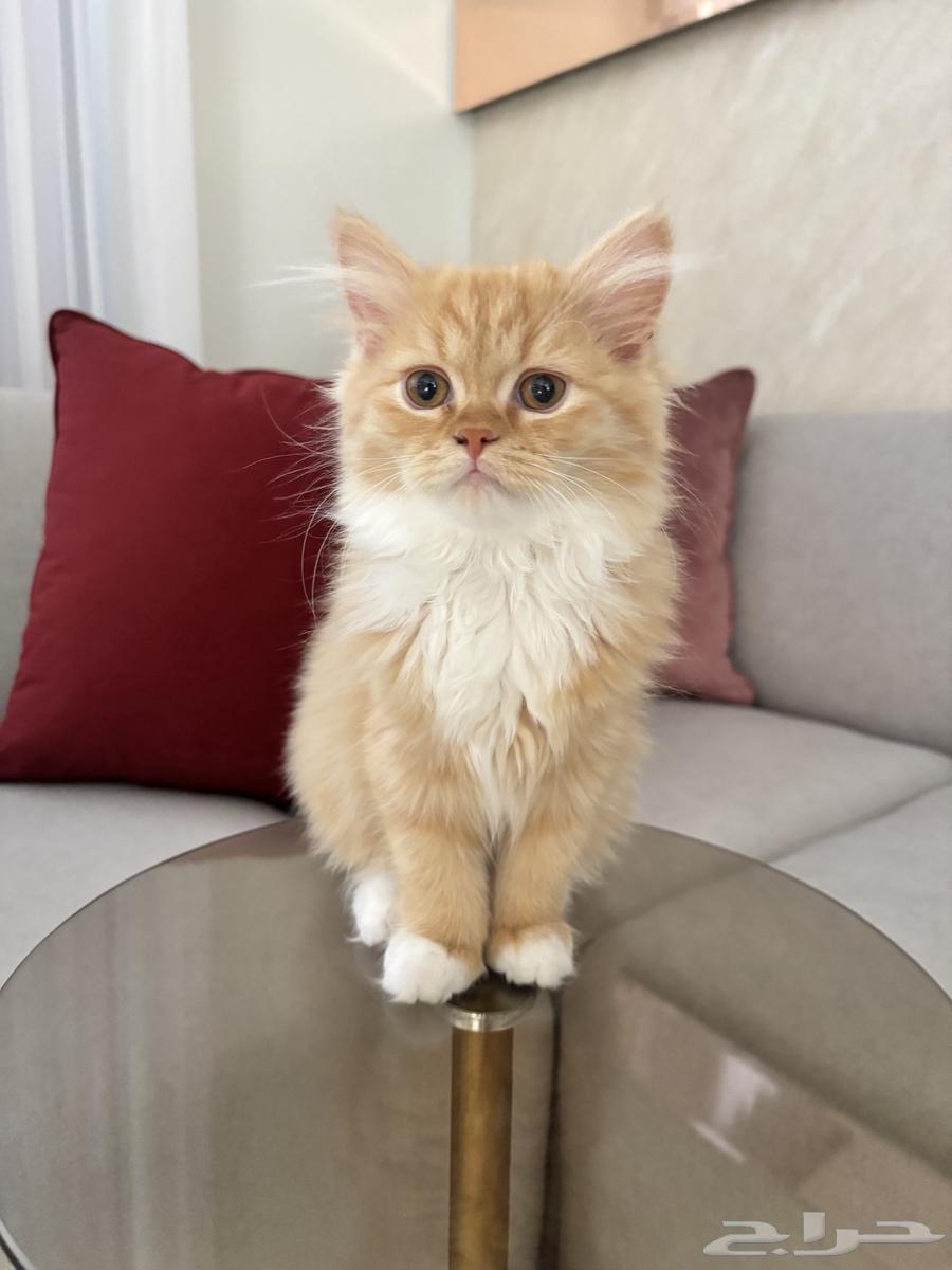 قطط للبيع64504037224705111