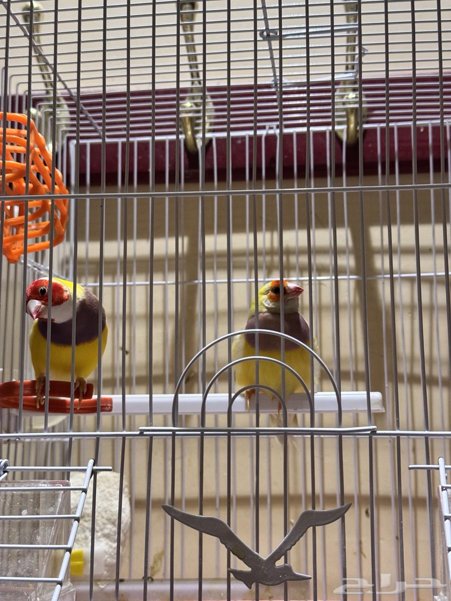 للبيع زوج قولدن فنيش64504091735171110