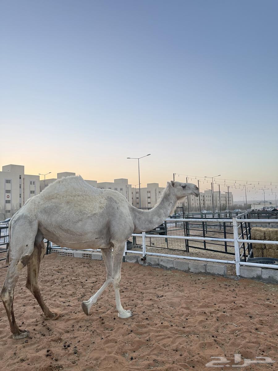 ناقه ضروبه عشرا منتج معزوله بنتها منها توها شاق64507220986499110