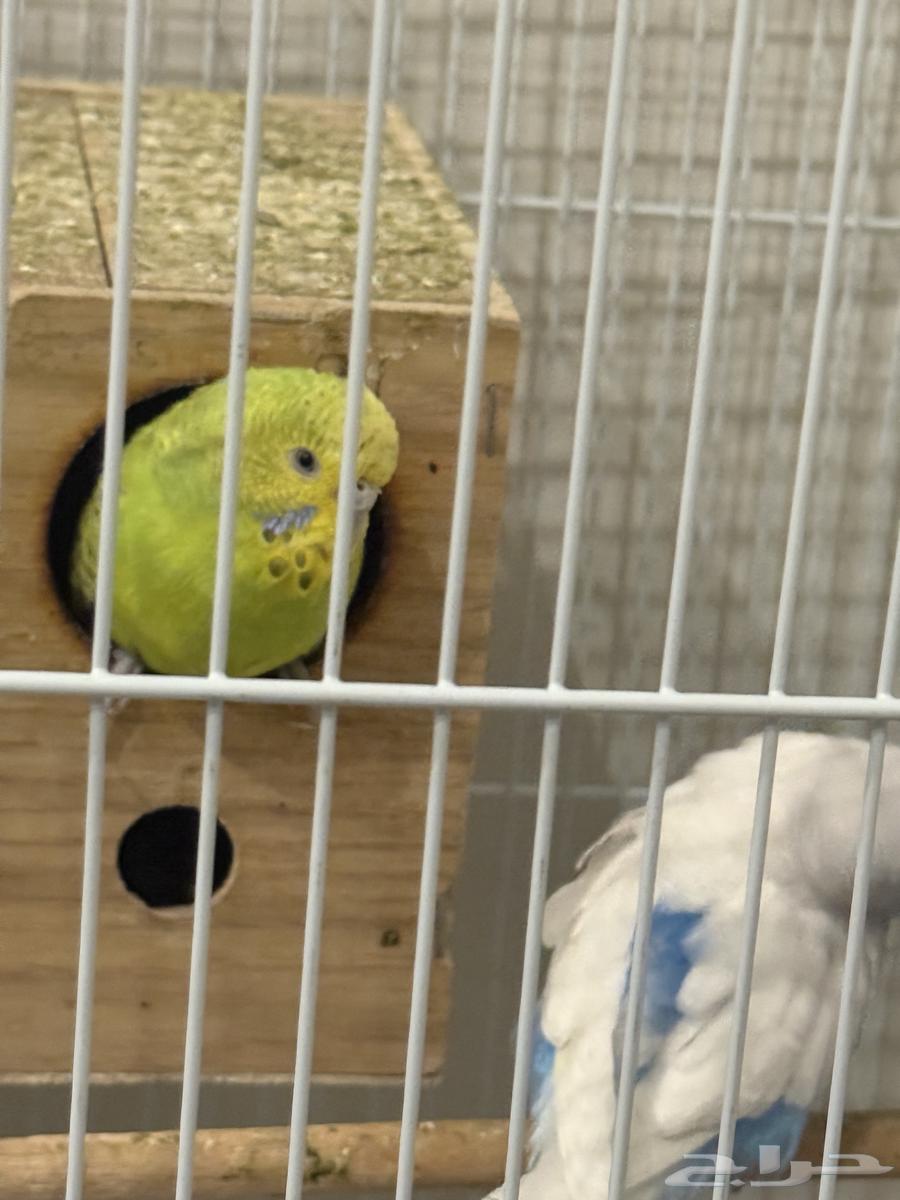 طيور حب زوج على السوم باضو اربع مرات العمر سنتين64509799586689112