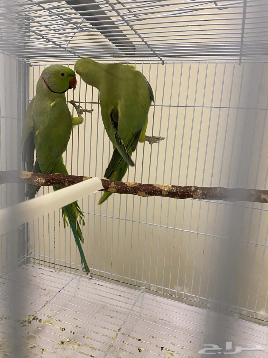 طيور كناري وجوز دره وذكر دره64508943691265110