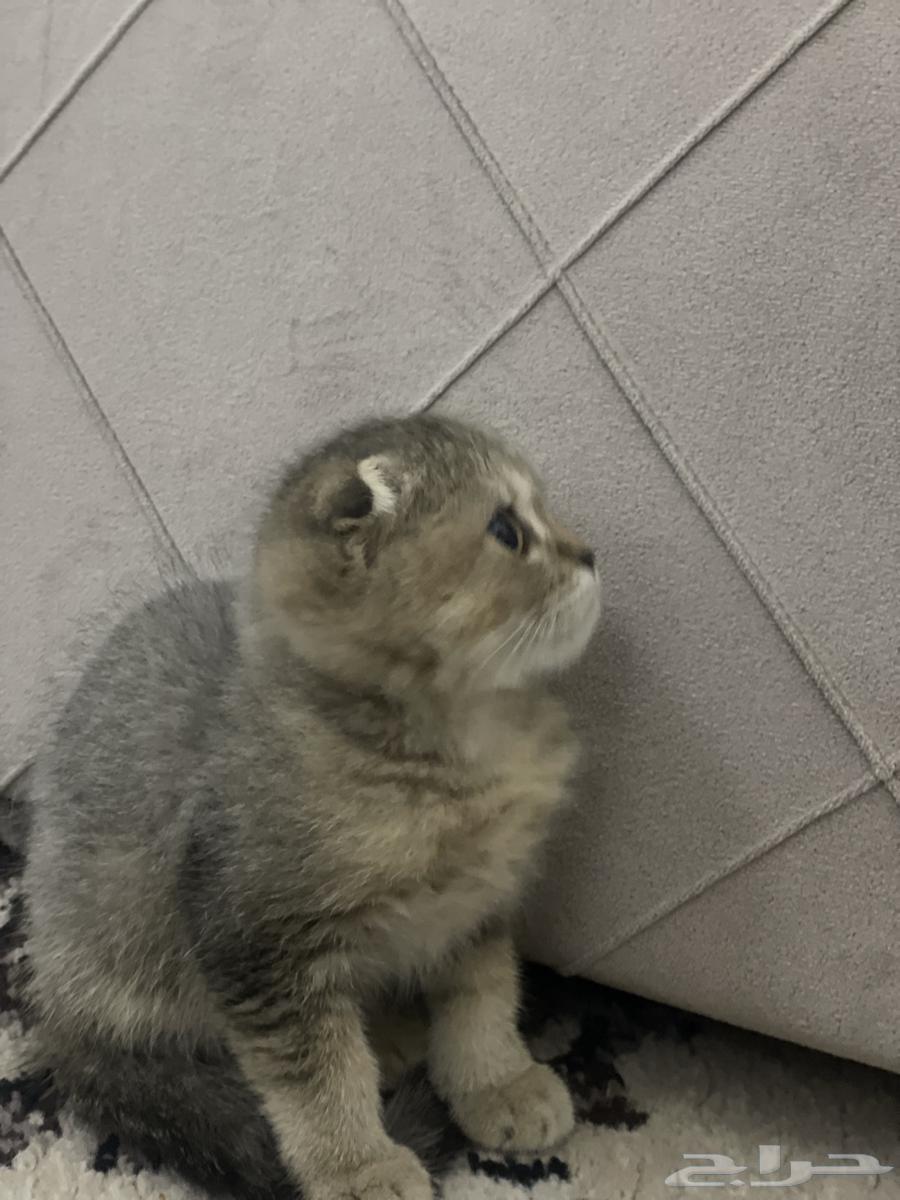 Kutta Squash Triple Fold Tiger64508341346819113