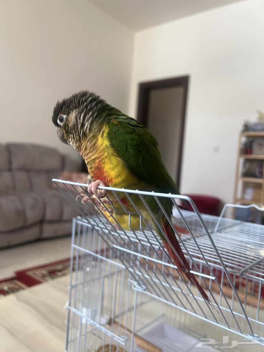 2 جوز ببغاء كونيور اليفه جدااا وترقص64505903107714111