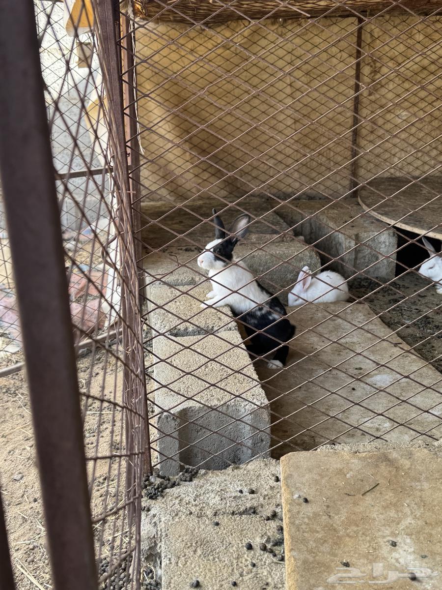 أرنب للبيع عدد 38 فرنسي ذكور وإناثي64504393348866112