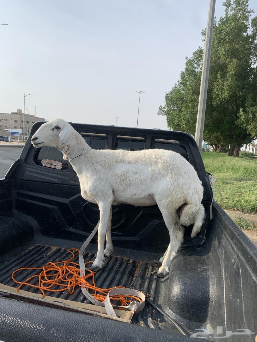 Excellent date palm64507109807617110