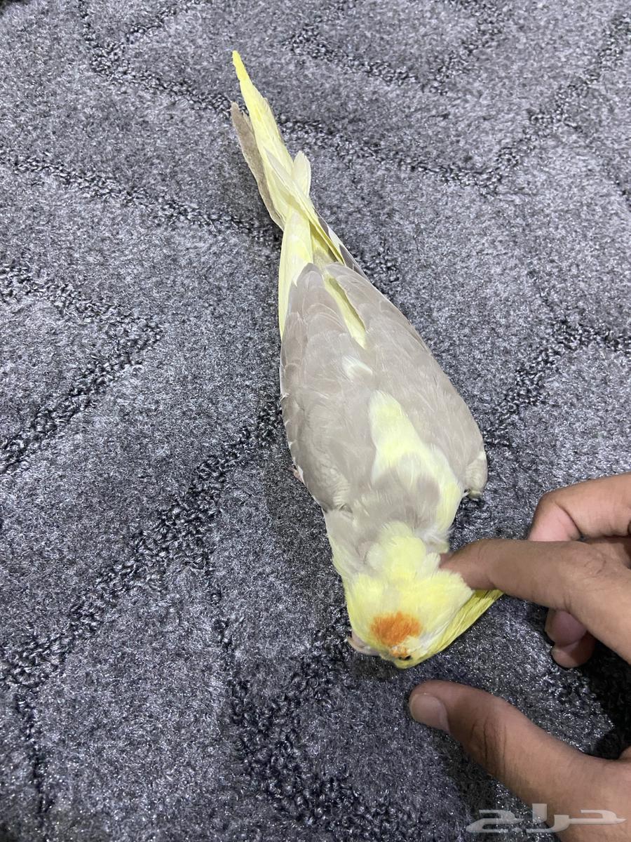 كروان كوكتيل64505724355074114