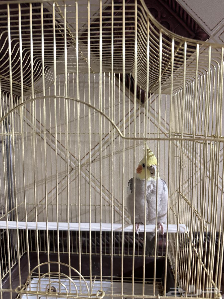 كروان للبيع64507346948738111