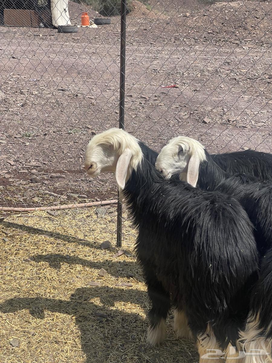 رخال نجد نوادر صنف تمم البيع64504983937921110