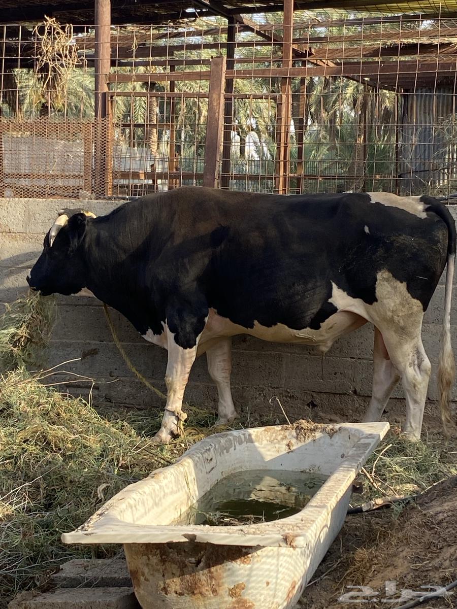 ثور هولندي عمر سنتين64505093716866111