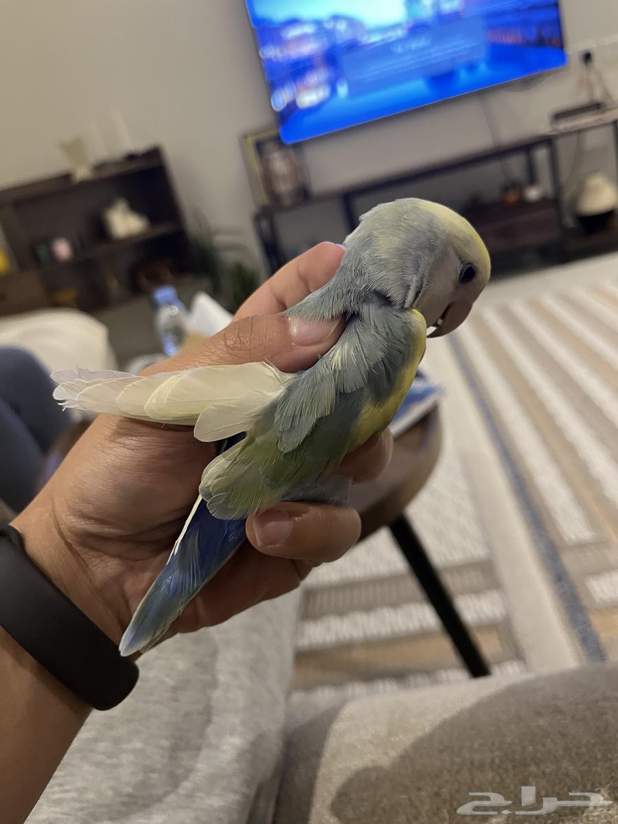 عصفورين روز جميلة للبيع السمح64509363768963112