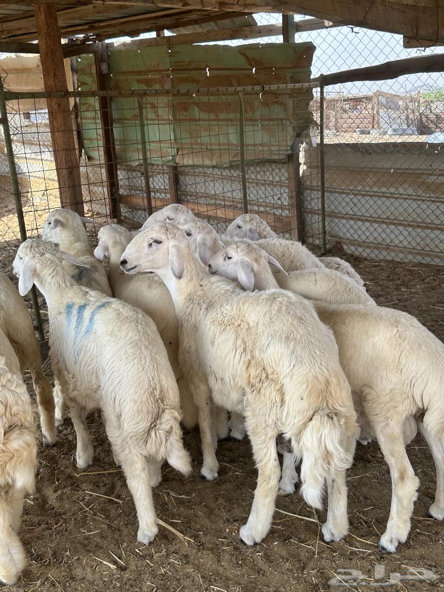 High-Quality Halal Meat for Occasions, Harri and Sawakin, Refrigerated64504709144834113