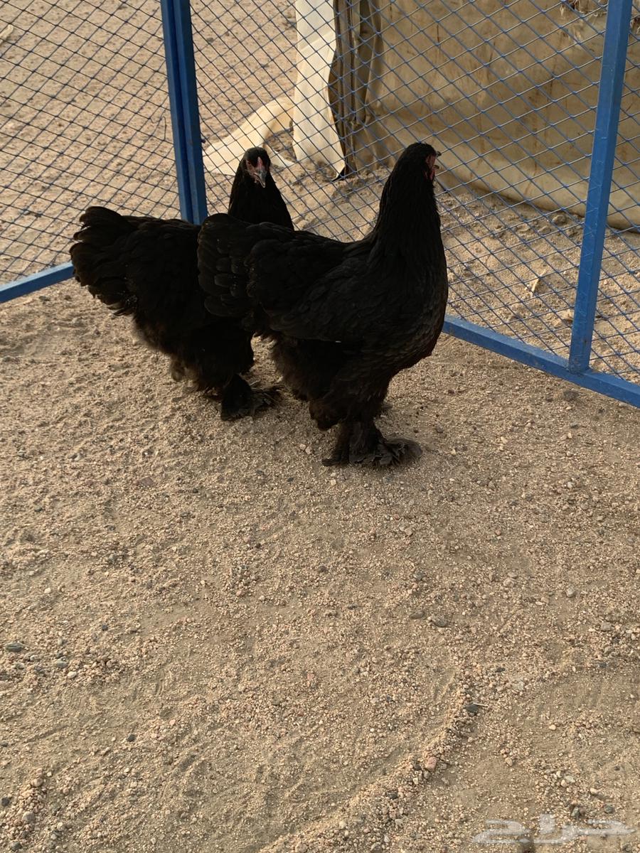 طقم براهما فاخر للمربي64508033175042111