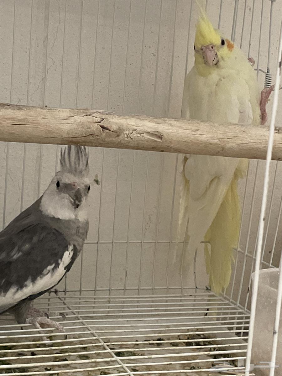 جوز كروان انتاج وجوز باجي64505660444418111