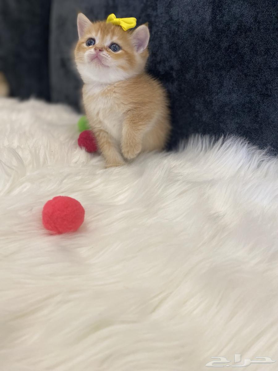 Scotch Gold64509998486019113