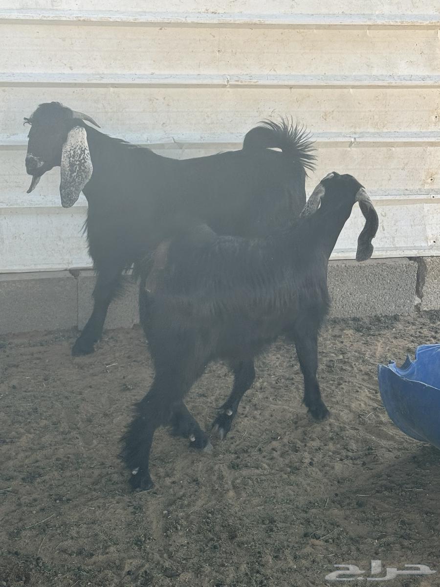 بهم تيس وجفره للبيع64503322365698111