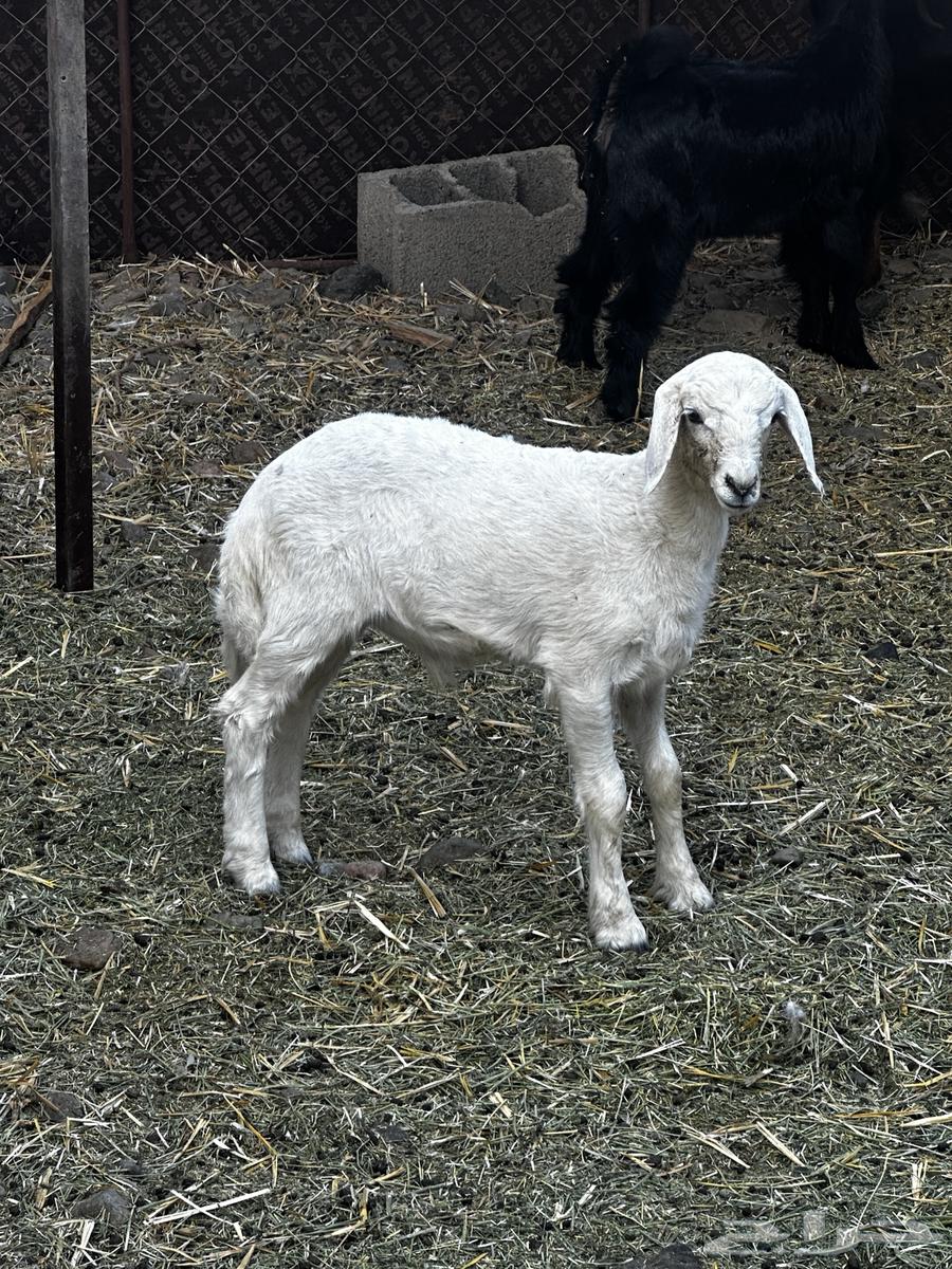 بهم مشروع فحل طلي ابوه صنف فحل64507866148609110