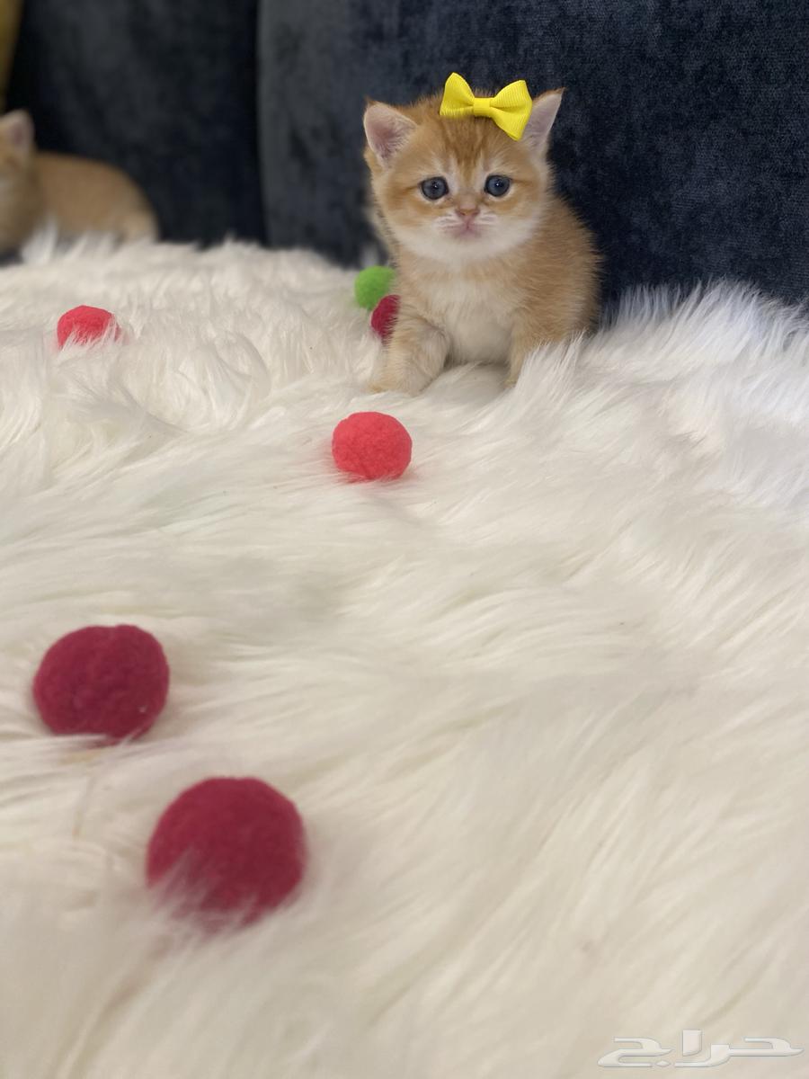 Scotch Gold64509998486019112