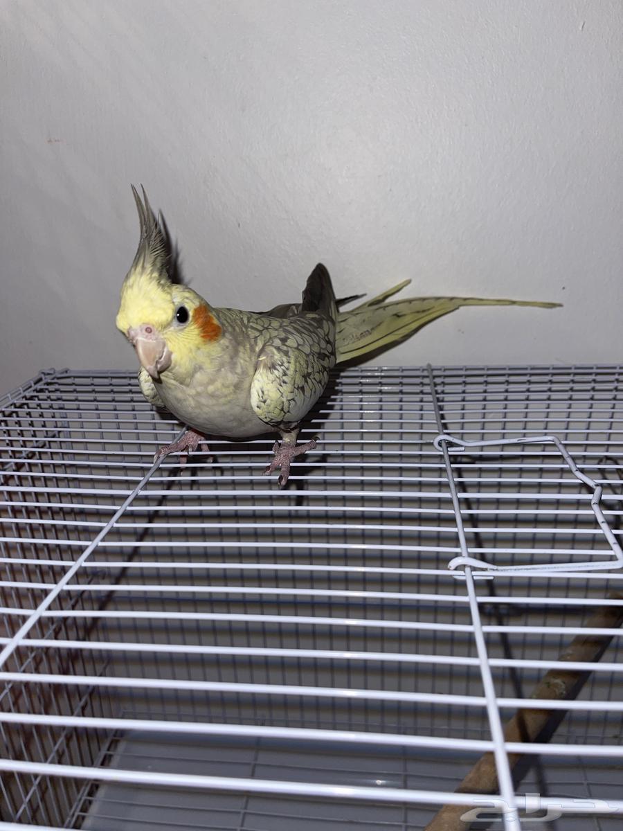 كروان اليف فيه خوف شوي64507963499395113