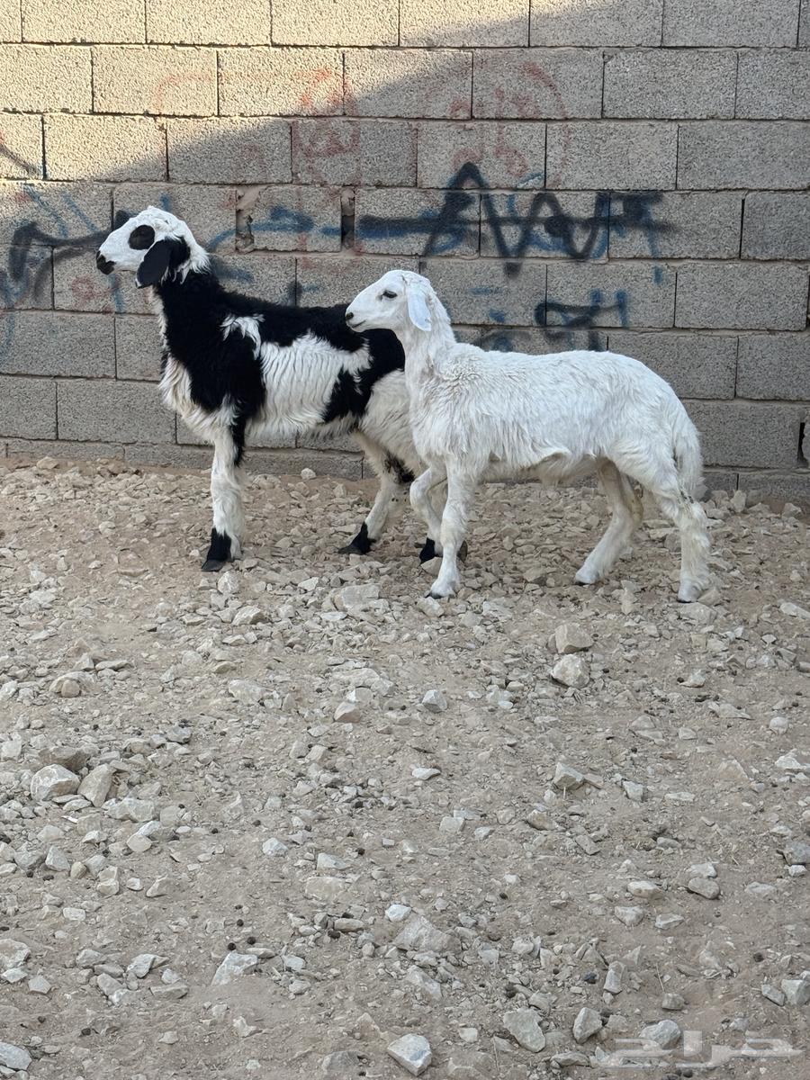 خرووف حرري ورخل هجين64504214703491110