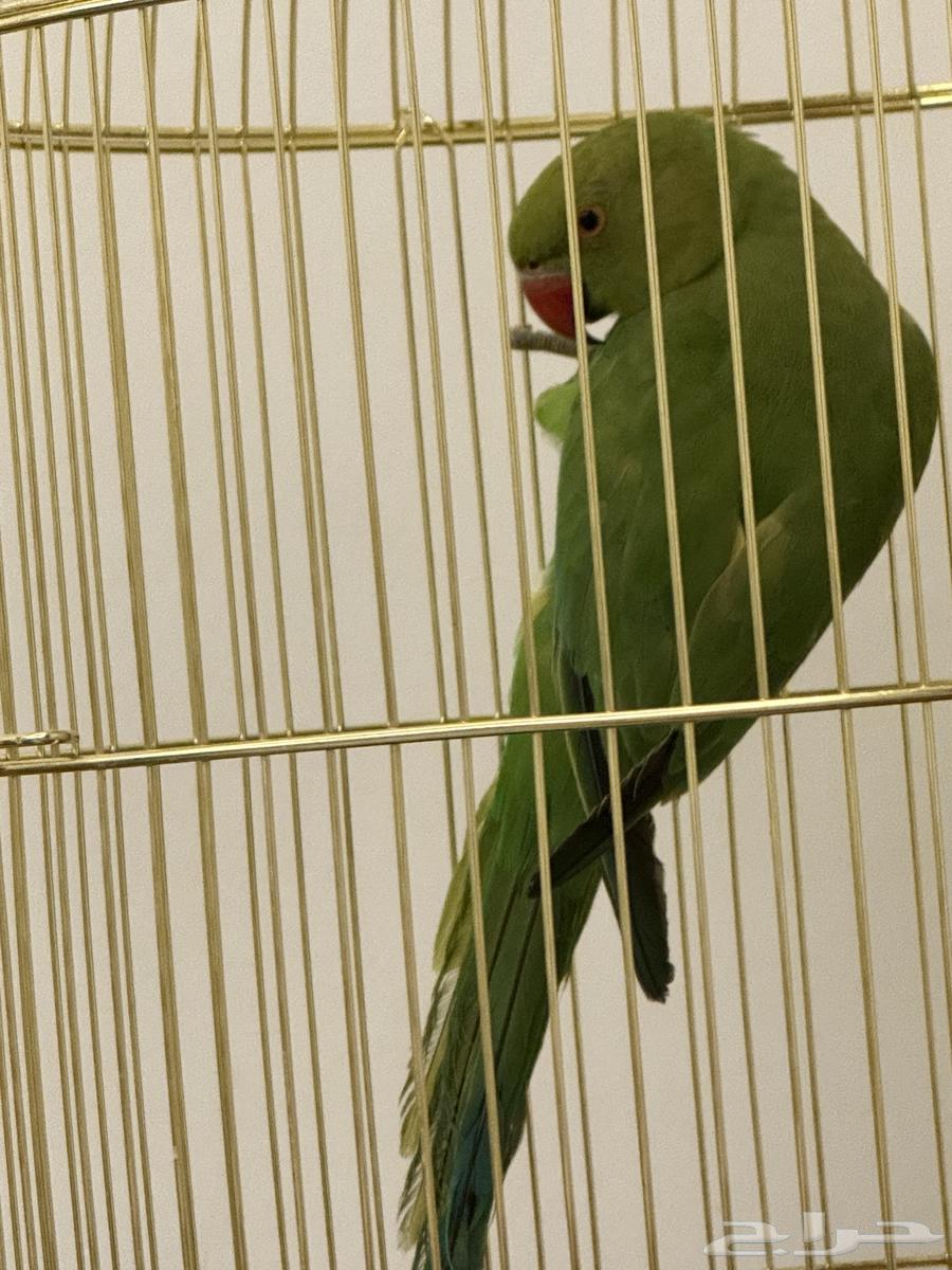 للبيع ببغاء د ر ة هندي (عمر 6 شهور تقريب ا) مع كامل الأغراض64510408619905113