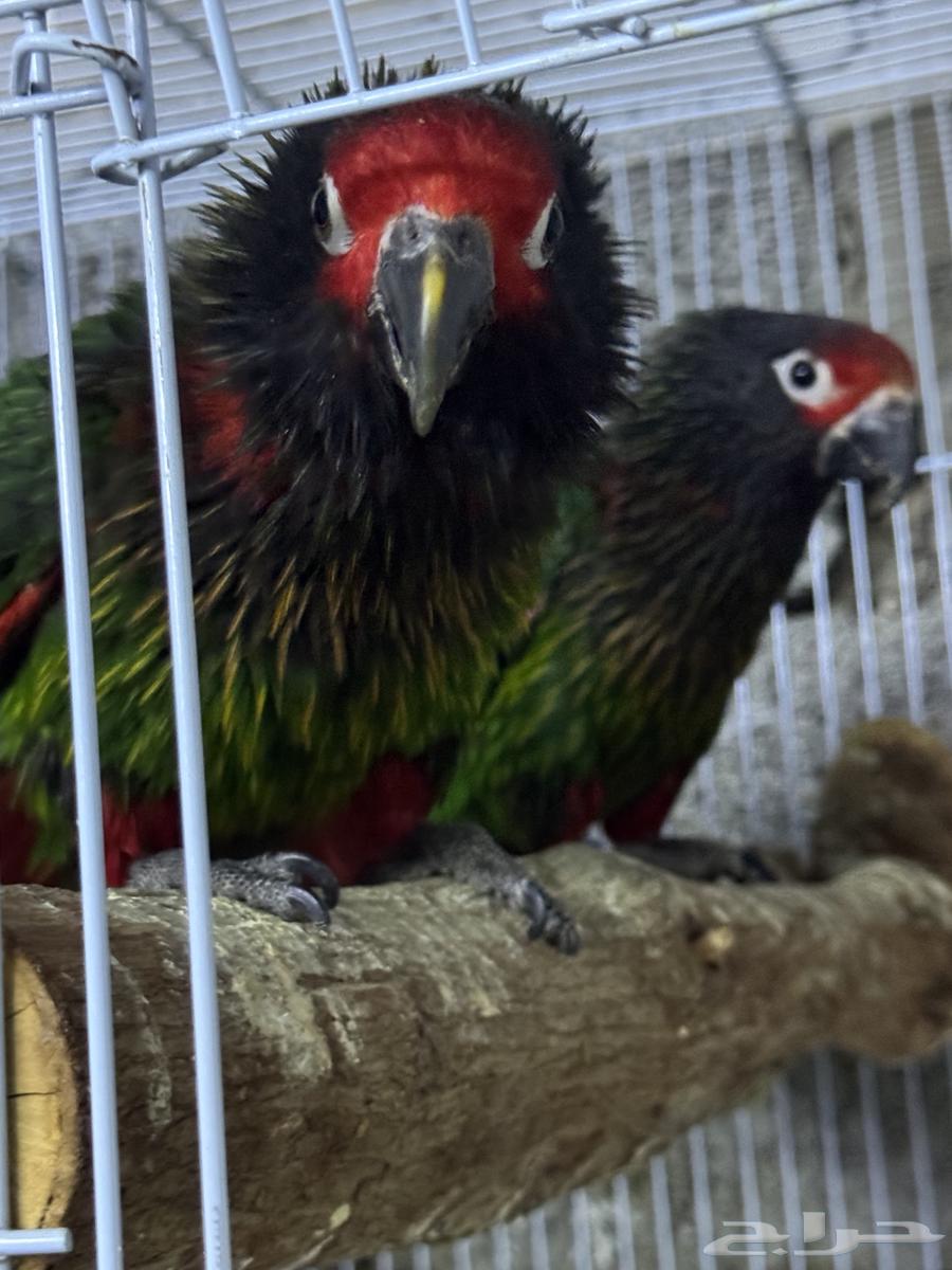 زوج لوري يلو ستريك ((للأهل الانتاج))64507598898434110