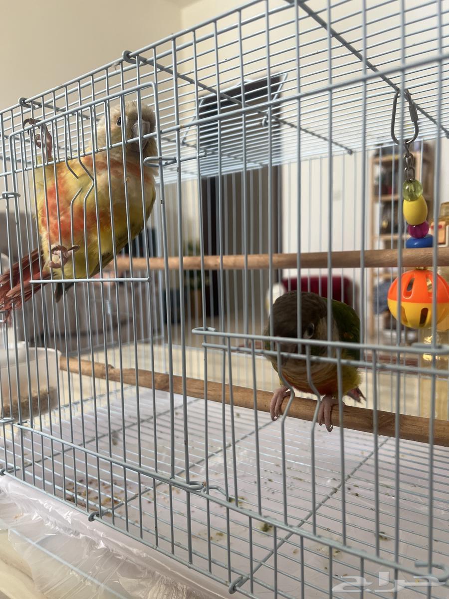 2 جوز ببغاء كونيور اليفه جدااا وترقص64505903107714110