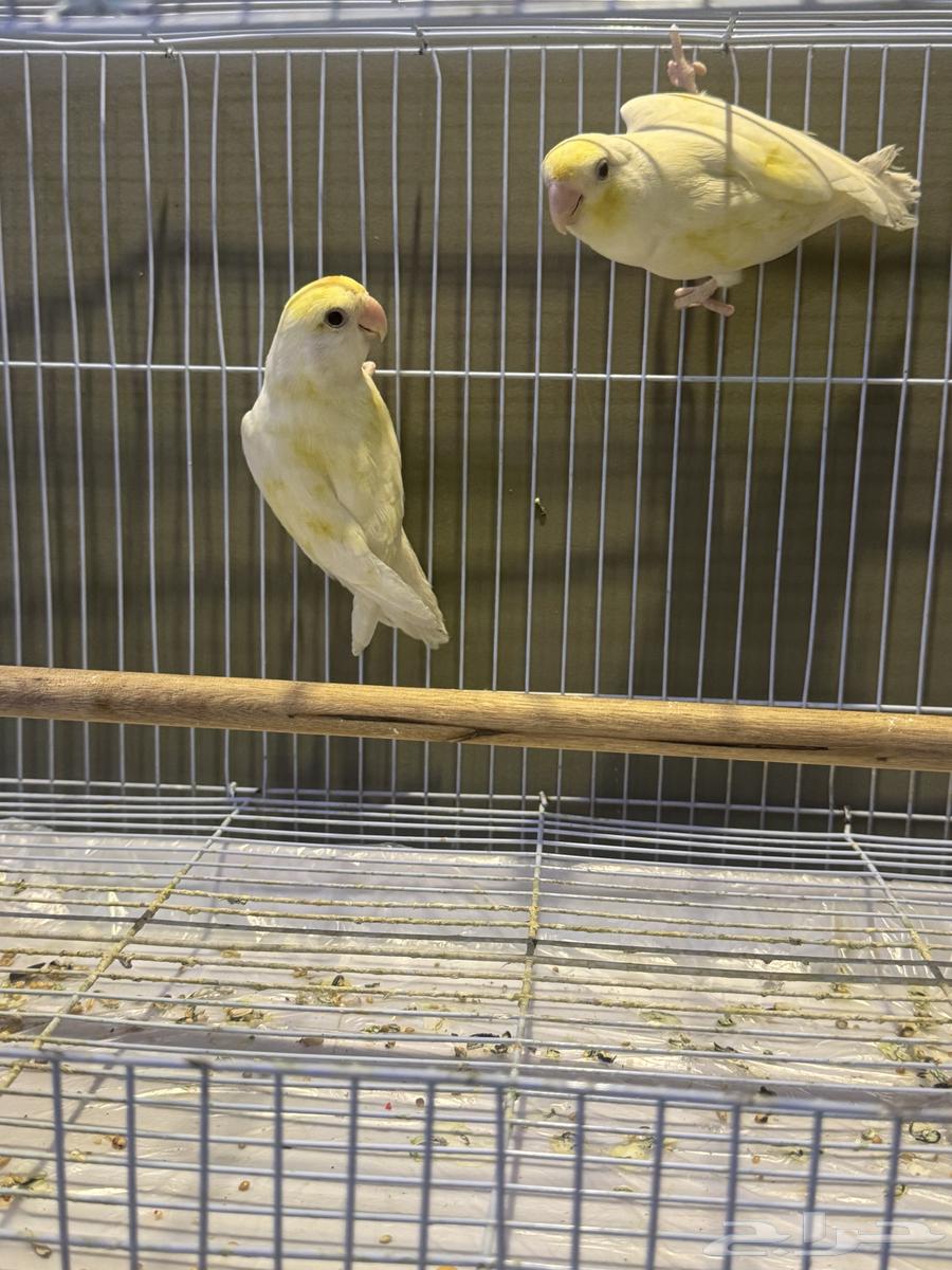 5 فردات روز عيون حمر64509588515715113