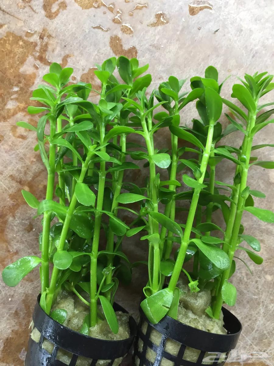 نبات مائي باكوبا64504777741955110