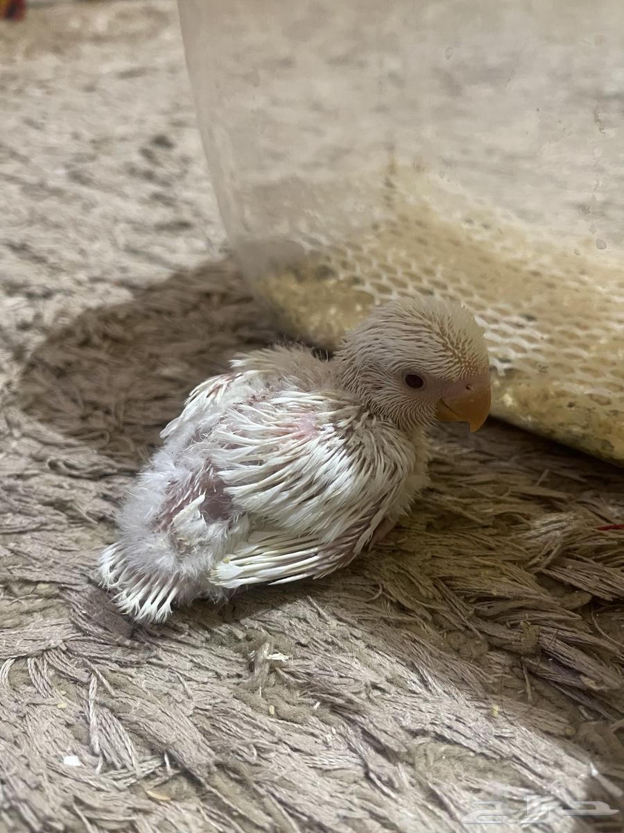 فرخين روز البينو64502872687491112