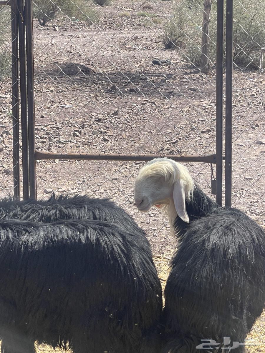 رخال نجد نوادر صنف تمم البيع64504983937921112