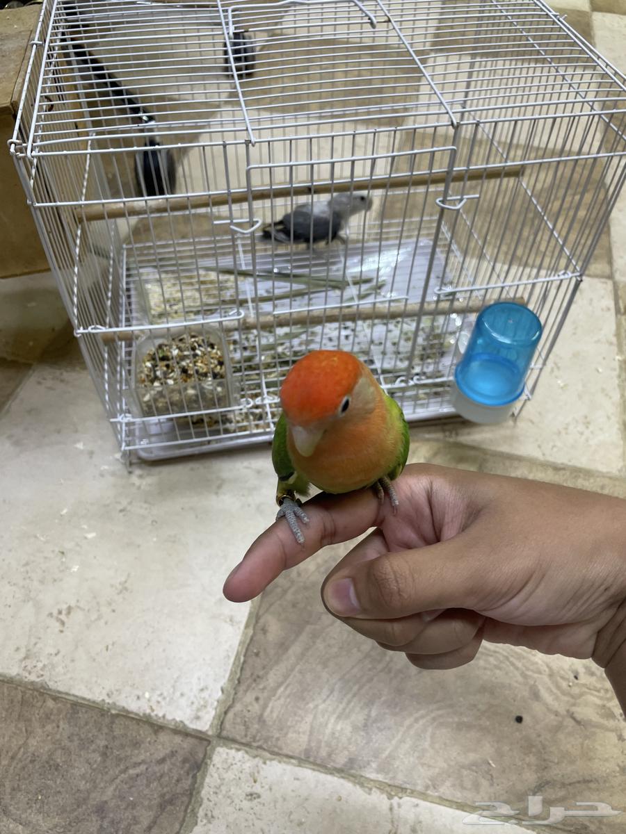 جوز روز64506396763266112