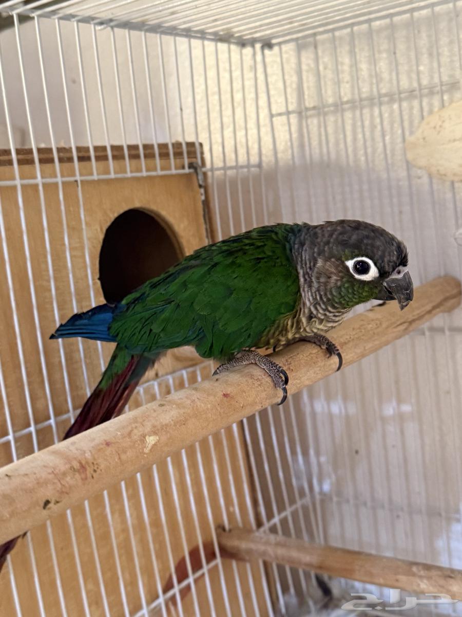 للبيع ذكر كنيور منتج64505564261123110