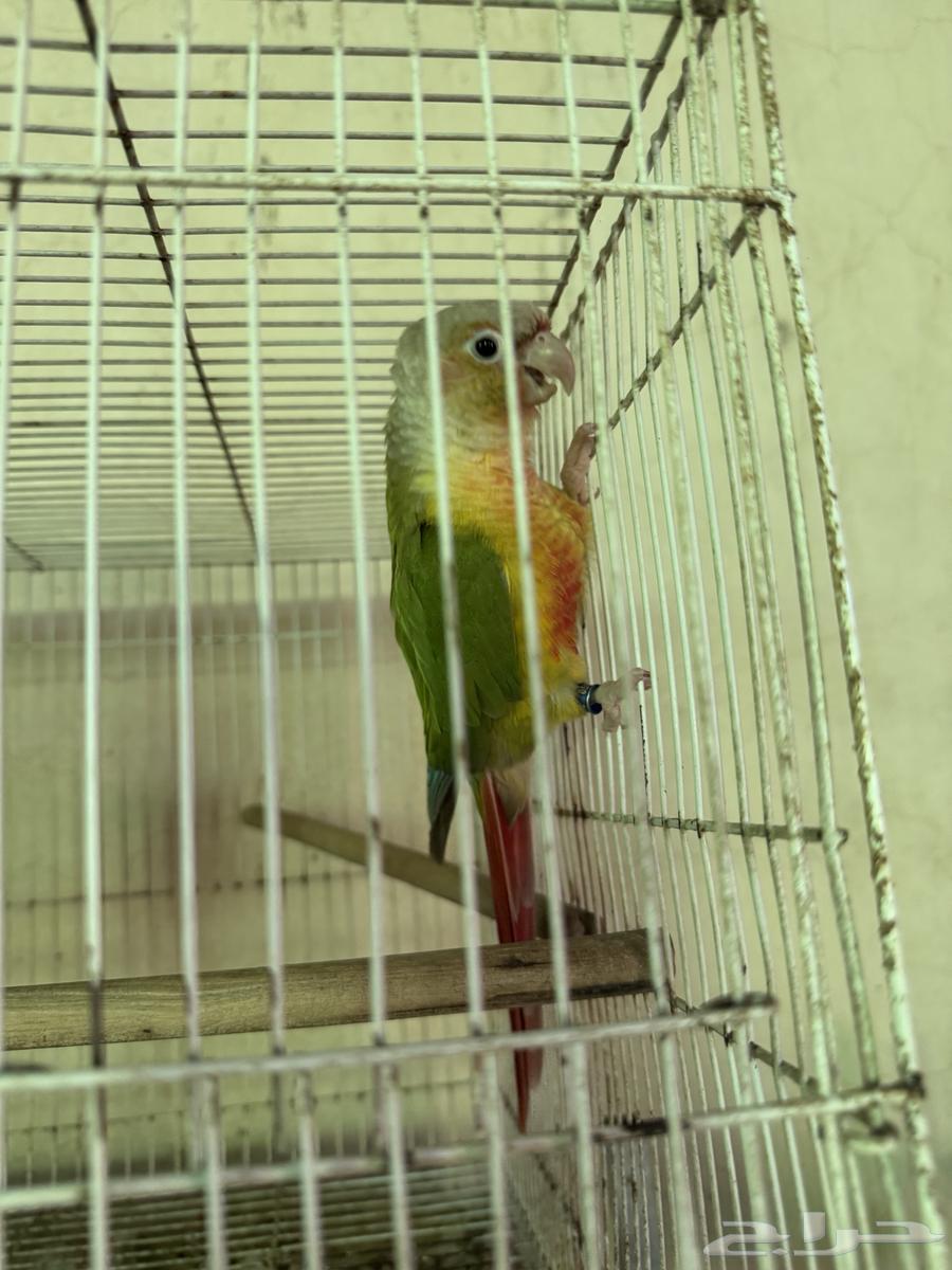 زوج كنيور اناناس منتج بطل انتاج64505412107010111