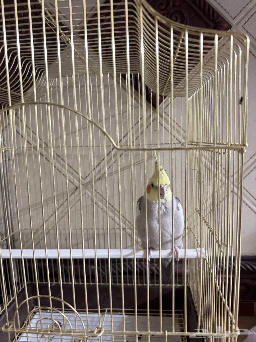 كروان للبيع64507346948738110