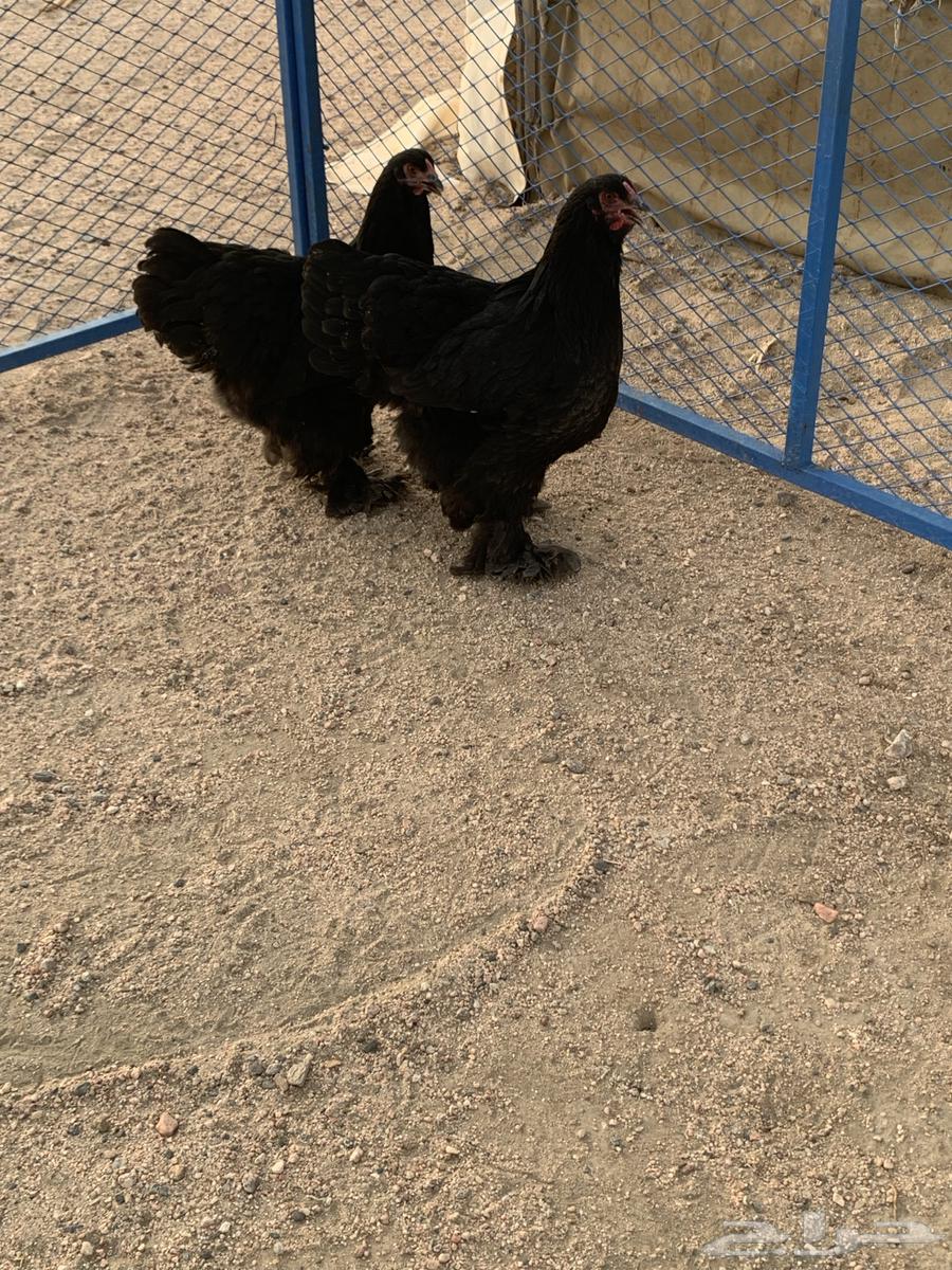 طقم براهما فاخر للمربي64508033175042112