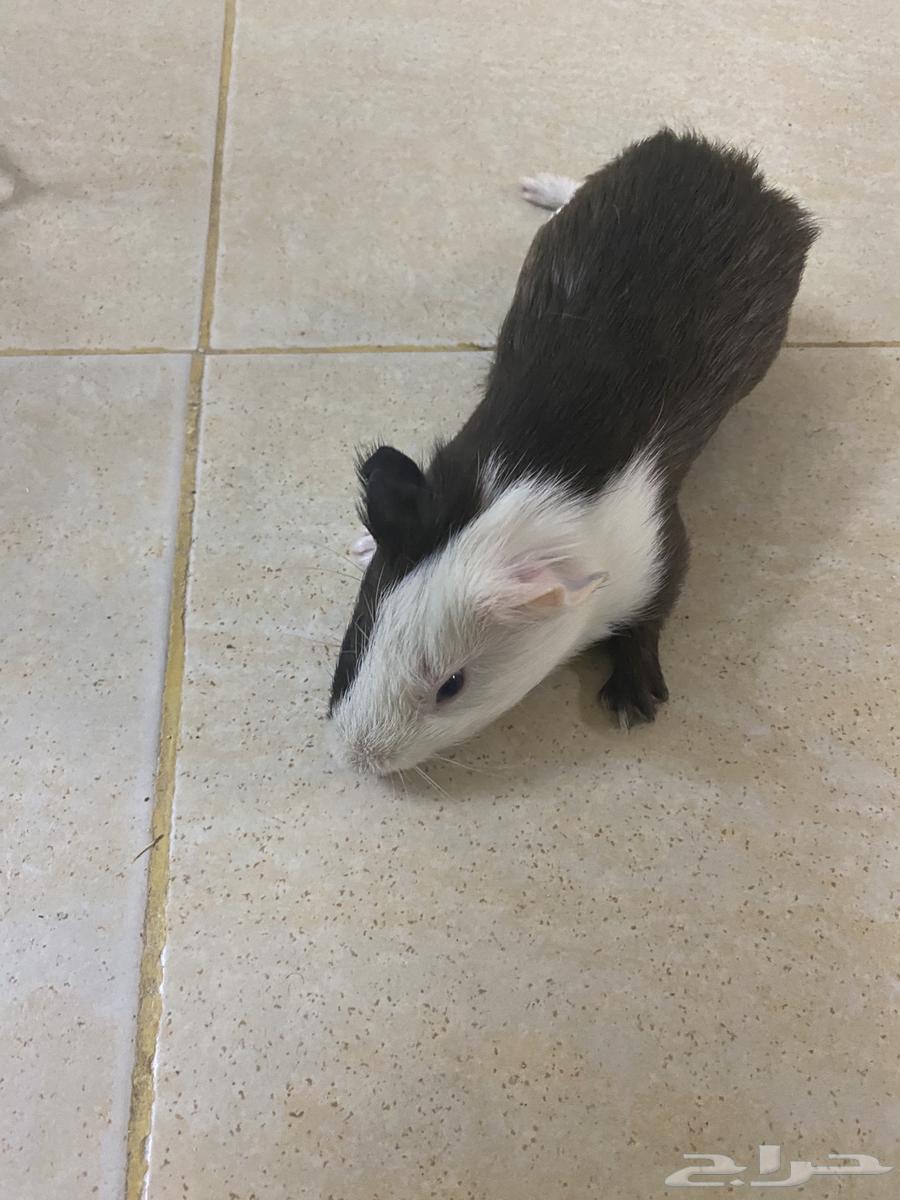 وبري جوز64509729087747114