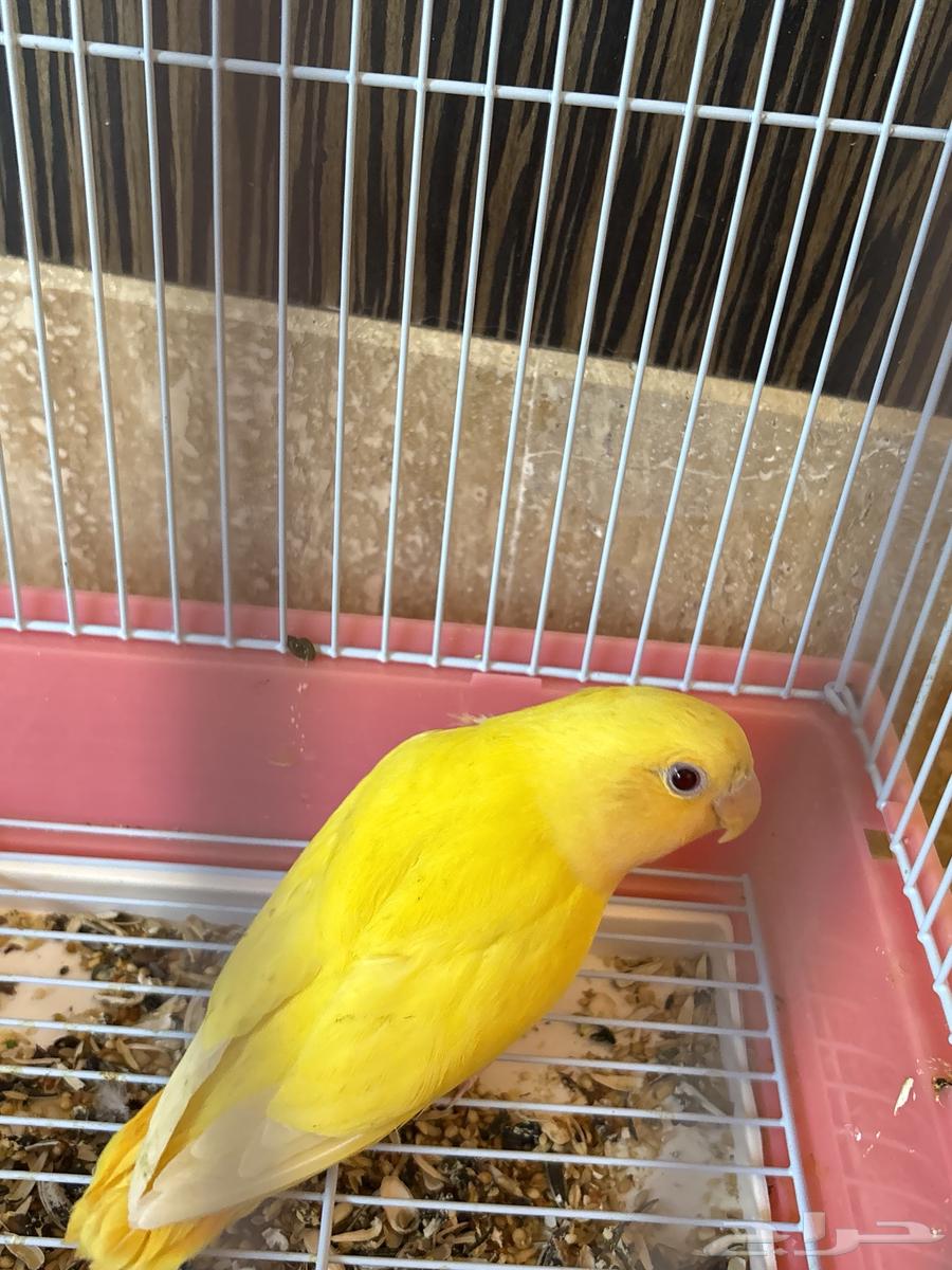 Bird of the day64506844472450111