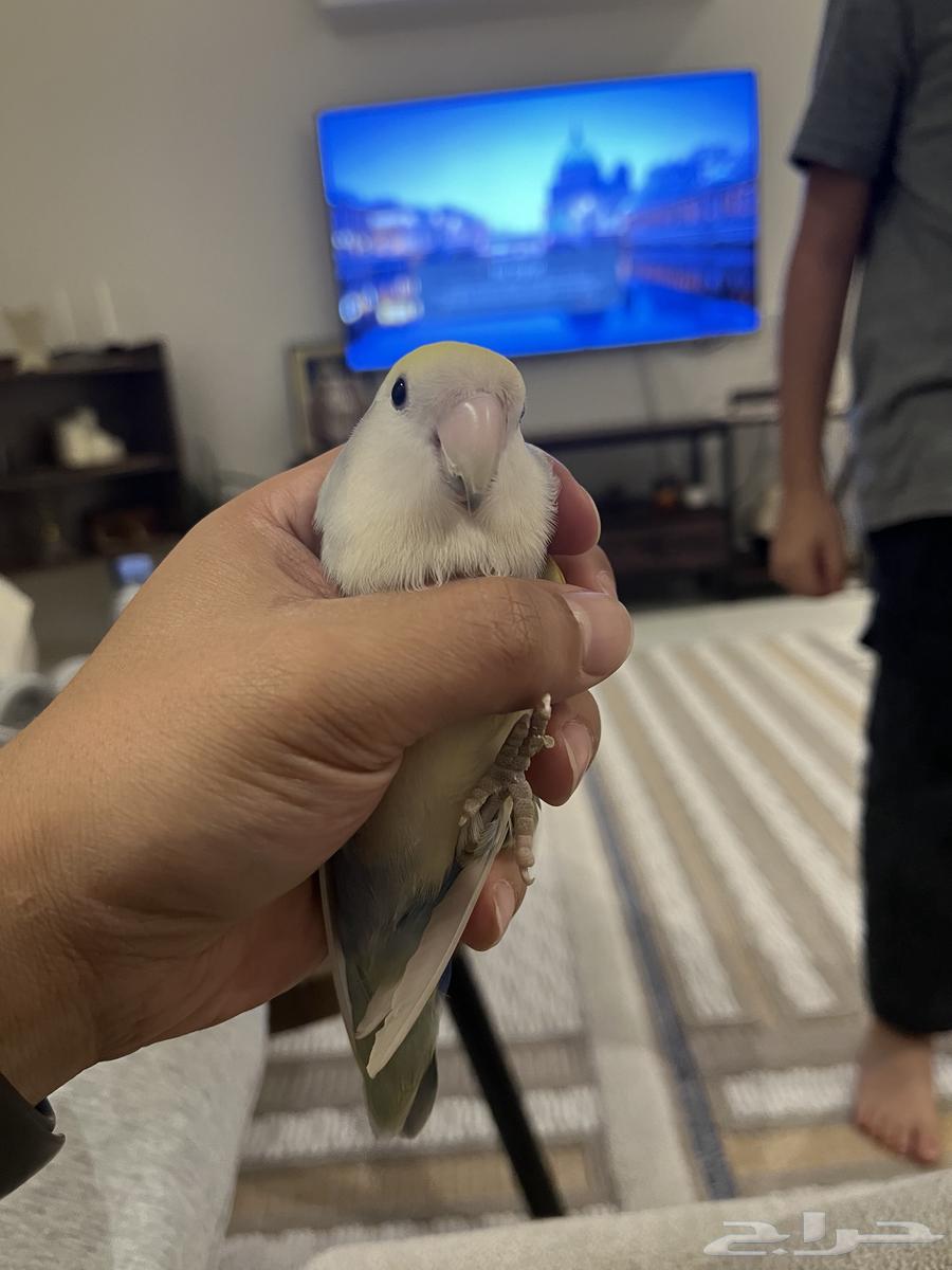 عصفورين روز جميلة للبيع السمح64509363768963114