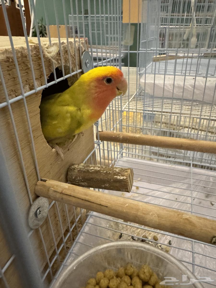 تم البيع64509969966978110