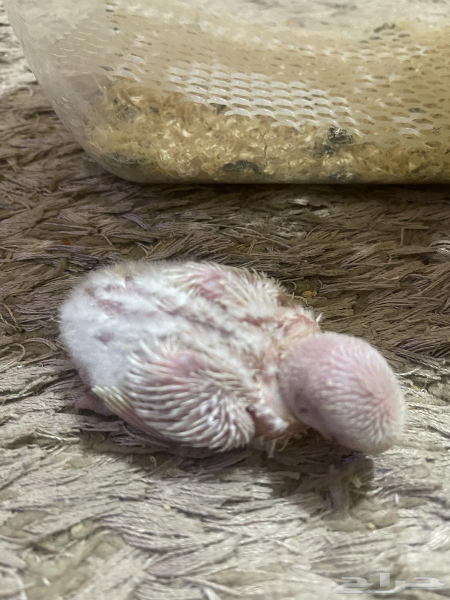 فرخين روز البينو64502872687491113