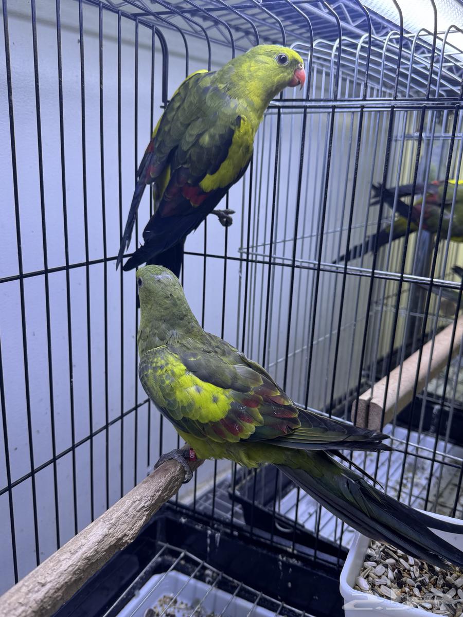 للبيع زوج ريجنت محلل ومشروط جاهزين للانتاج64507192929667112