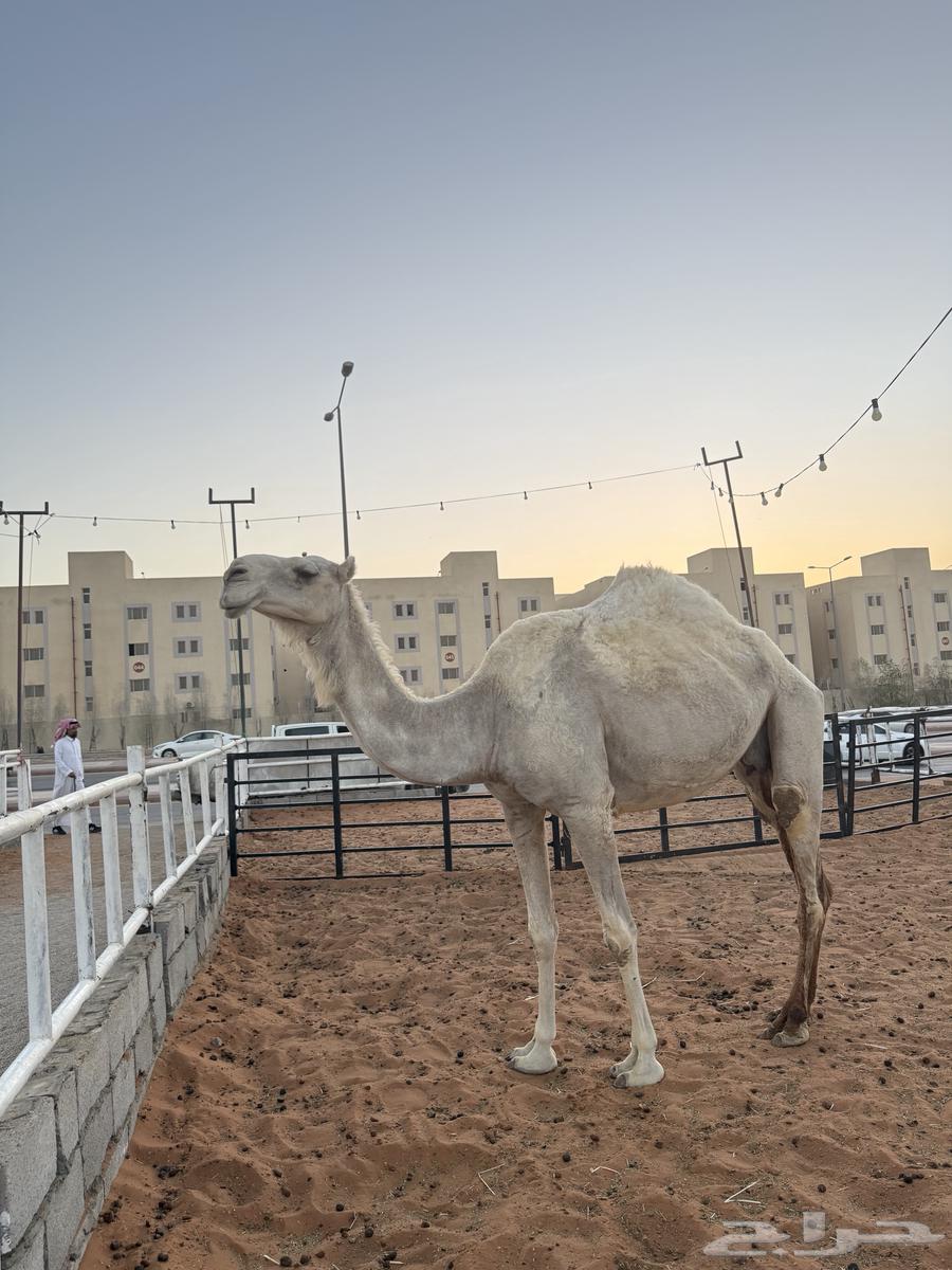 ناقه ضروبه عشرا منتج معزوله بنتها منها توها شاق64507220986499112