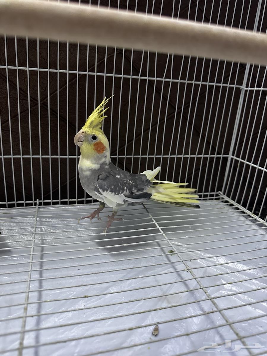 عصافير كروان للبيع64507935642626112