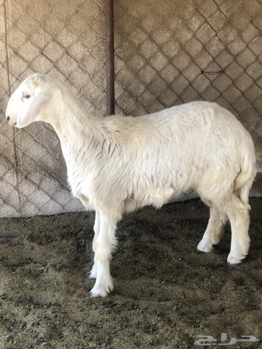 للبيع طلي عمرها من 4 شهور ل 5 شهور .64506048663683110