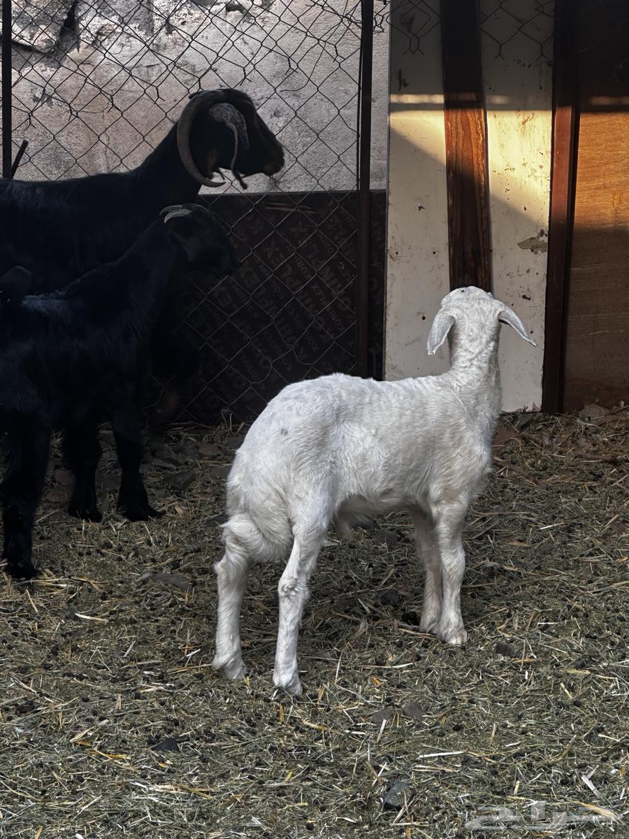 بهم مشروع فحل طلي ابوه صنف فحل64507866148609112