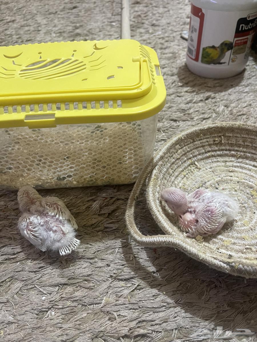 فرخين روز البينو64502872687491111