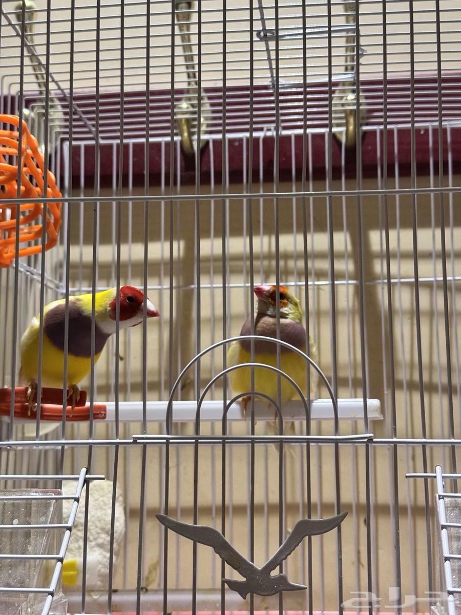 للبيع زوج قولدن فنيش64504091735171111