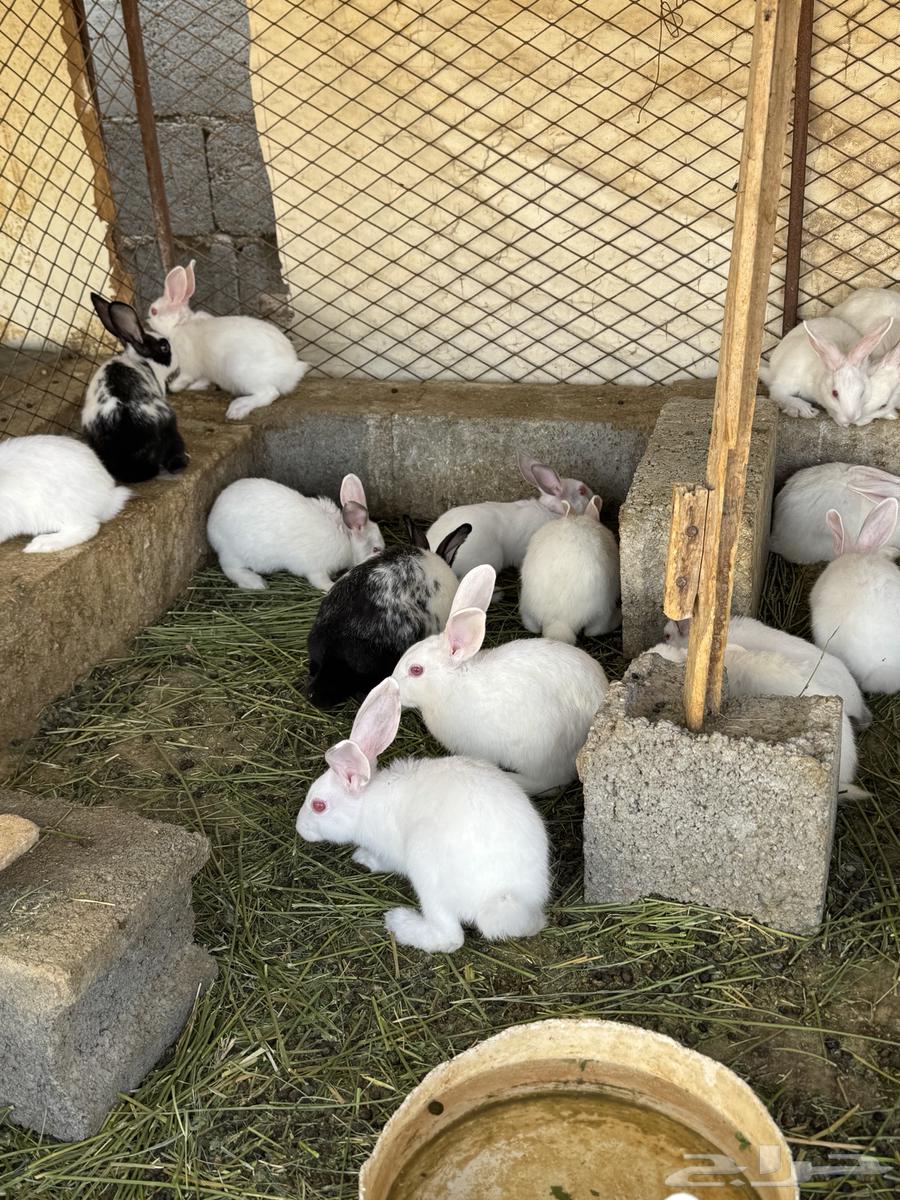 أرنب للبيع عدد 38 فرنسي ذكور وإناثي64504393348866113