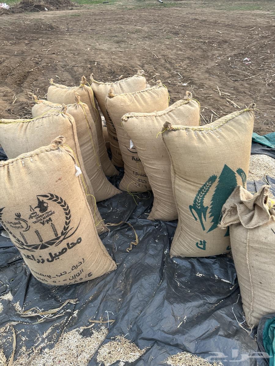 حب ابيض64508915611395112