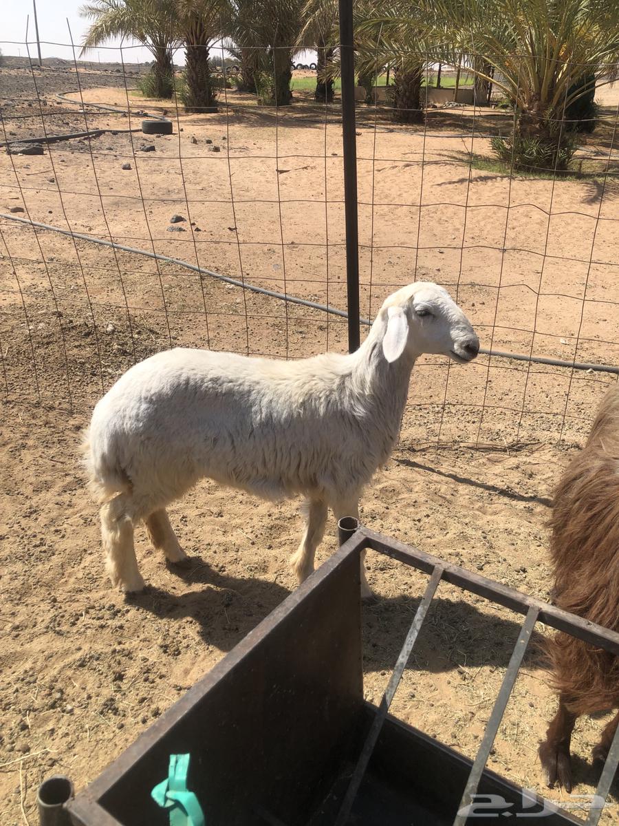 للبيع طلي عمرها من 4 شهور ل 5 شهور .64506048663683113